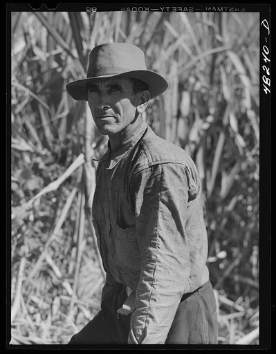 Rio Piedras (vicinity), Puerto Rico. FSA (Farm Security Administration) borrower who is a member of a sugar cooperative