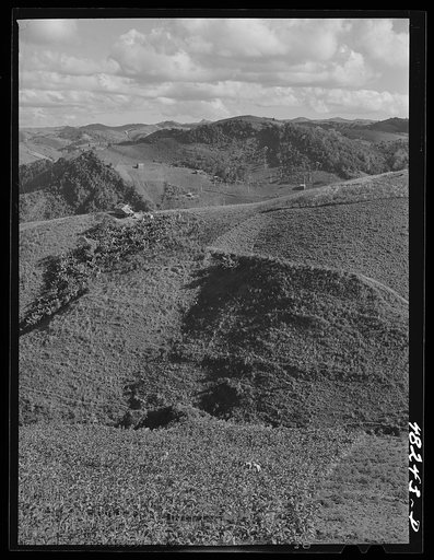 Barranquitas (vicinity), Puerto Rico. Landscape in the tobacco country