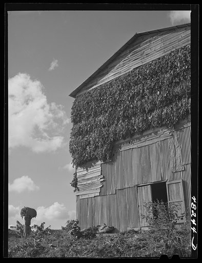 Bringing a load of tobacco to the tobacco barn on a farm. Vicinity of Barranquitas, Puerto Rico