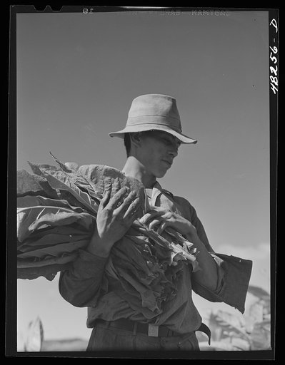 Yauco (vicinity), Puerto Rico. Tobacco farmer in the hill country