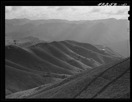 Barranquitas (vicinity), Puerto Rico. Tobacco country