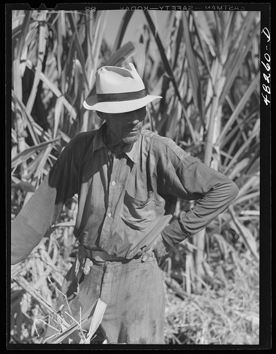 Rio Piedras (vicinity), Puerto Rico. FSA (Farm Security Administration) borrower who is a member of a sugar cooperative