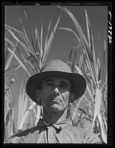 Untitled photo, possibly related to: Rio Piedras (vicinity), Puerto Rico. FSA (Farm Security Administration) borrower who is a member of a sugar cooperative