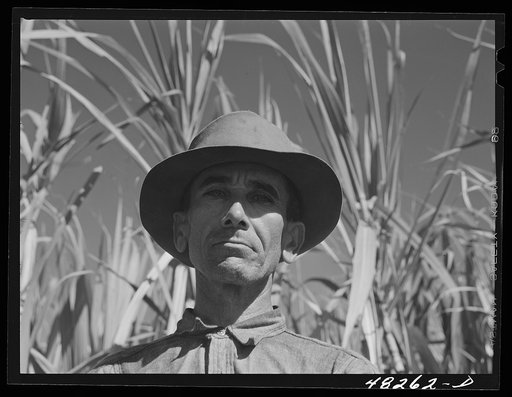 Rio Piedras (vicinity), Puerto Rico. FSA (Farm Security Administration) borrower who is a member of a sugar cooperative