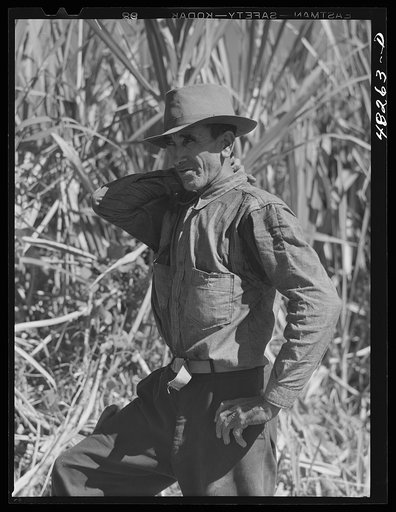 Untitled photo, possibly related to: Rio Piedras (vicinity), Puerto Rico. FSA (Farm Security Administration) borrower who is a member of a sugar cooperative
