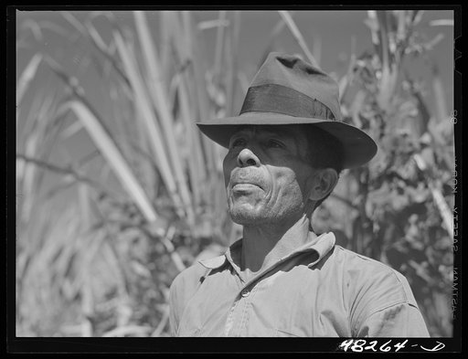 Rio Piedras (vicinity), Puerto Rico. FSA (Farm Security Administration) borrower who is a member of a sugar cooperative