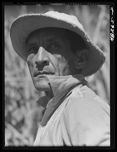 Rio Piedras, Puerto Rico. FSA (Farm Security Administration) borrower participating in a sugar cooperative