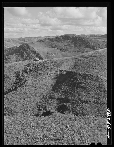 Barranquitas (vicinity), Puerto Rico. Tobacco farms