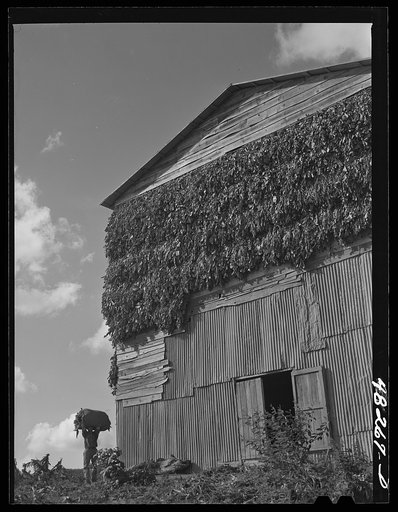 Untitled photo, possibly related to: Bringing a load of tobacco to the tobacco barn on a farm. Vicinity of Barranquitas, Puerto Rico