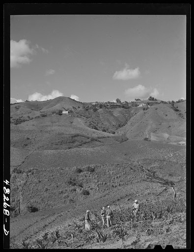 Barranquitas (vicinity), Puerto Rico. Tobacco farms