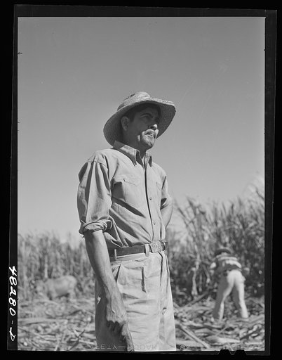 Untitled photo, possibly related to: Rio Piedras (vicinity), Puerto Rico. Union organizer who was visiting a FSA (Farm Security Administration) sugar cane cooperative
