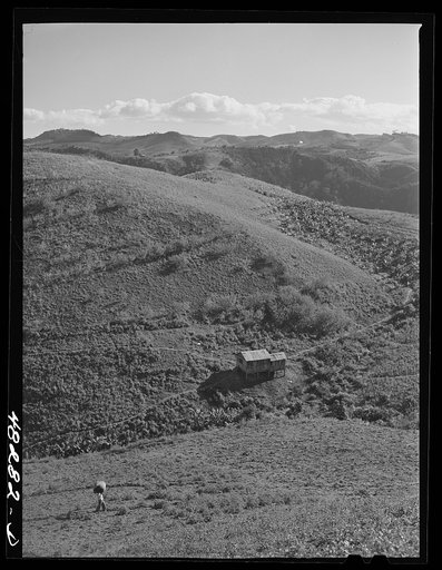 Barranquitas (vicinity), Puerto Rico. Tobacco country