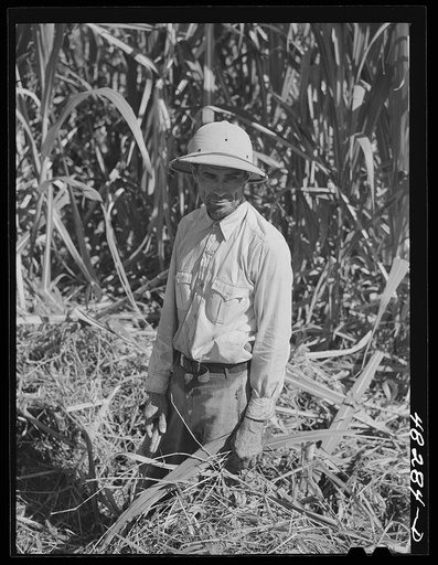 Untitled photo, possibly related to: Rio Piedras (vicinity), Puerto Rico. Union organizer who was visiting a FSA (Farm Security Administration) sugar cane cooperative