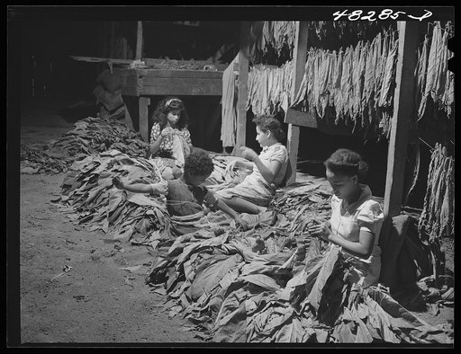 Untitled photo, possibly related to: Barranquitas (vicinity), Puerto Rico. Stringing tobacco in a barn on the farm of a FSA (Farm Security Administration) borrower