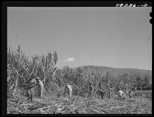 Rio Piedras (vicinity), Puerto Rico. FSA (Farm Security Administration) farm working in a sugar cane field. This is a part of a FSA cooperative