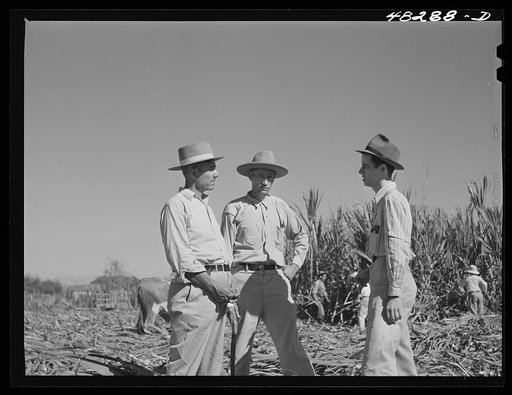 Rio Piedras (vicinity), Puerto Rico. The first FSA (Farm Security Administration) supervisor discussing a sugar cooperative with two participating borrowers