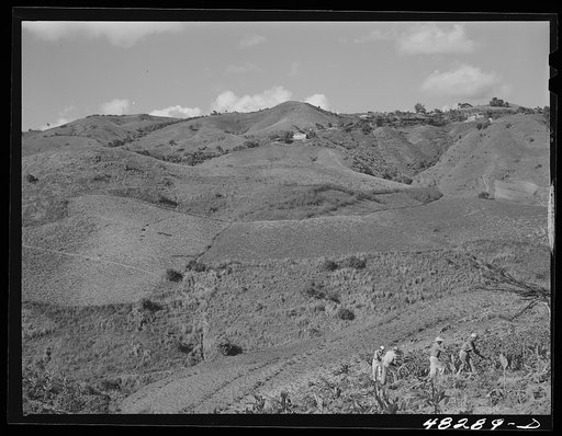 Barranquitas (vicinity), Puerto Rico. Tobacco country