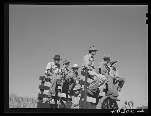 Untitled photo, possibly related to: Rio Piedras (vicinity), Puerto Rico. FSA (Farm Security Administration) borrowers harvesting sugar cane cooperatively on a farm