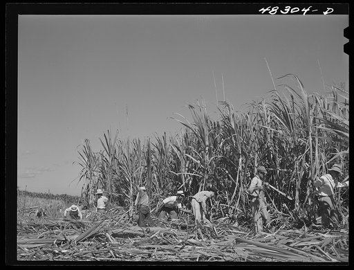 Rio Piedras (vicinity), Puerto Rico. FSA (Farm Security Administration) borrowers harvesting sugar cane cooperatively on a farm