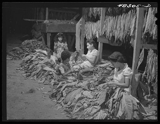 Barranquitas (vicinity), Puerto Rico. Stringing tobacco in a barn on the farm of a FSA (Farm Security Administration) borrower