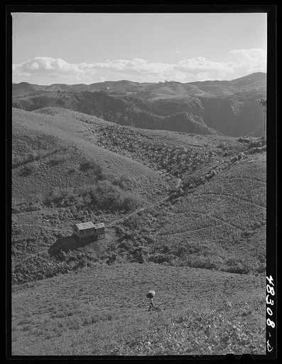Untitled photo, possibly related to: Barranquitas (vicinity), Puerto Rico. Tobacco country