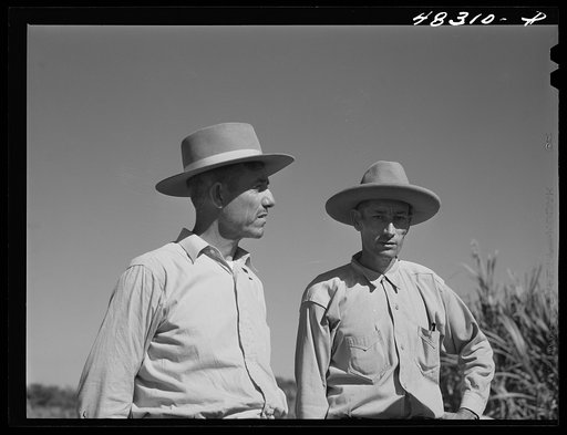 Rio Piedras (vicinity), Puerto Rico. FSA (Farm Security Administration) borrowers who are members of a sugar cane cooperative