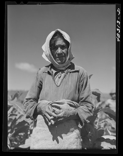 Untitled photo, possibly related to: Barranquitas (vicinity), Puerto Rico. Old woman who was working in a tobacco field