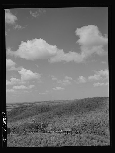 Rio Piedras (vicinity), Puerto Rico. Sugar cane land