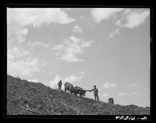 Corozal (vicinity), Puerto Rico. Plowing sugar cane field
