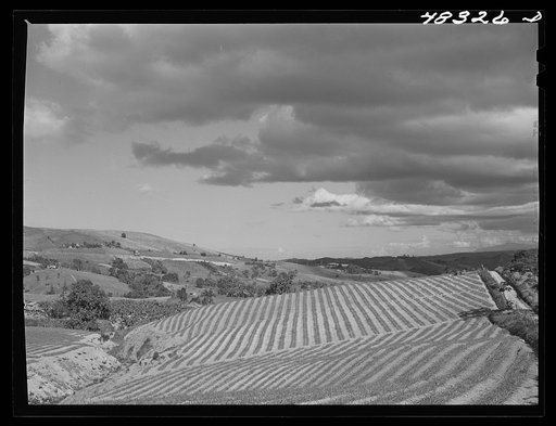 Corazal (vicinity), Puerto Rico. A large pineapple plantation