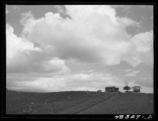 Corozal (vicinity), Puerto Rico. Cultivating pineapples on a farm