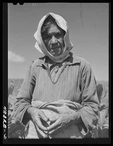 Untitled photo, possibly related to: Barranquitas (vicinity), Puerto Rico. Old woman who was working in a tobacco field