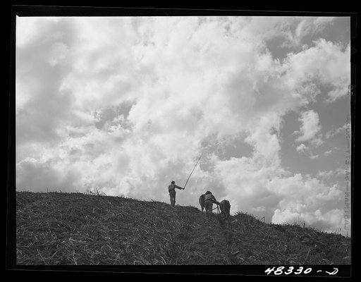 Untitled photo, possibly related to: Corozal (vicinity), Puerto Rico. Plowing a sugar cane field