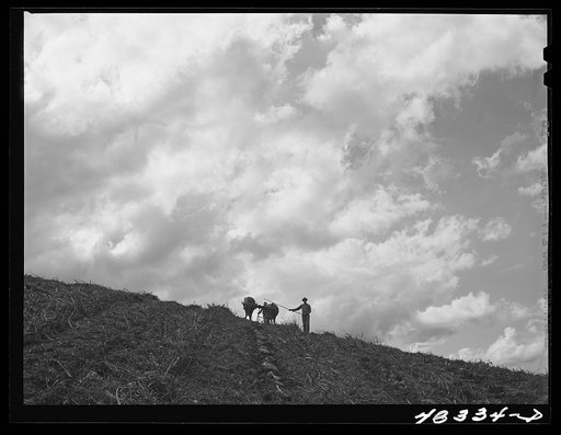 Untitled photo, possibly related to: Corozal (vicinity), Puerto Rico. Plowing a sugar cane field