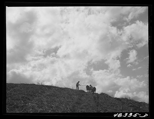 Untitled photo, possibly related to: Corozal (vicinity), Puerto Rico. Plowing a sugar cane field