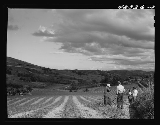 Corozal (vicinity), Puerto Rico. Watering pineapples on a large plantation