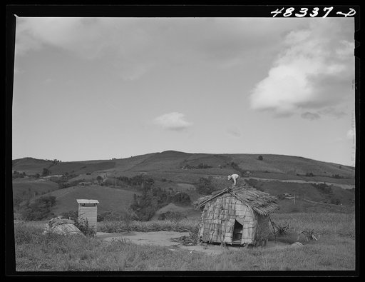 Untitled photo, possibly related to: Barranquitas (vicinity), Puerto Rico. Tobacco barn on the farm of a FSA (Farm Security Administration) borrower