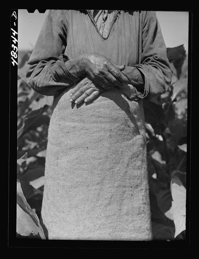 Barranquitas (vicinity), Puerto Rico. Hands of an old woman working in a tobacco field