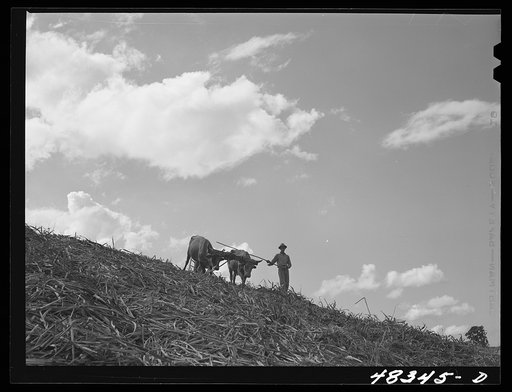 Corozal (vicinity), Puerto Rico. Plowing a sugar cane field