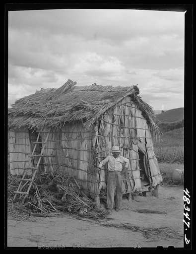 Untitled photo, possibly related to: Corozal (vicinity), Puerto Rico. Plantain growing on the farm of a sugar worker