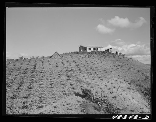 Barranquitas (vicinity), Puerto Rico. A tenant purchase borrower's home in the tobacco country. The row of plants in the foreground are plantain trees