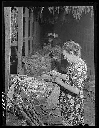 Barranquitas (vicinity), Puerto Rico. Stringing tobacco on the farm of a FSA (Farm Security Administration) borrower