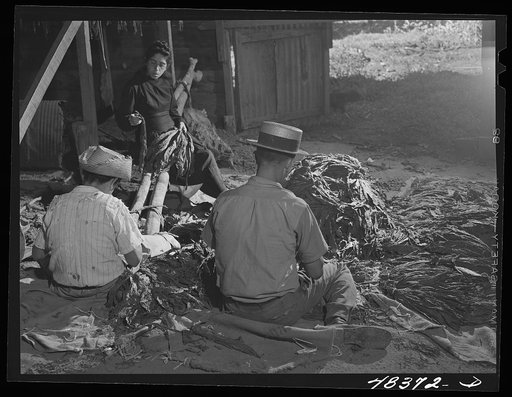 Barranquitas (vicinity), Puerto Rico. Stringing tobacco in a tobacco barn