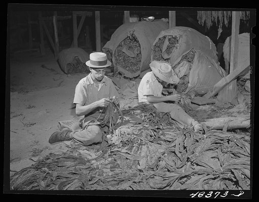 Barranquitas (vicinity), Puerto Rico. Stringing tobacco in a tobacco barn
