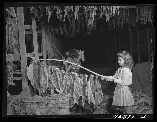Barranquitas (vicinity), Puerto Rico. Stringing tobacco in a tobacco barn