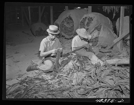 Barranquitas (vicinity), Puerto Rico. Stringing tobacco on the farm of a FSA (Farm Security Administration) borrower