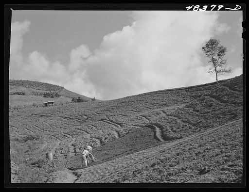 Caguas (vicinity), Puerto Rico. Cultivating land on a farm