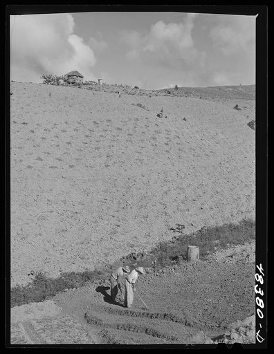 Caguas (vicinity), Puerto Rico. Cultivating land on the farm of a FSA (Farm Security Administration) borrower