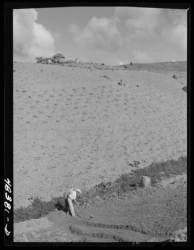 Untitled photo, possibly related to: Caguas (vicinity), Puerto Rico. Cultivating land on the farm of a FSA (Farm Security Administration) borrower