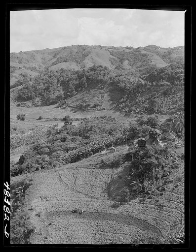 Corozal (vicinity), Puerto Rico. A FSA (Farm Security Administration) borrower's farm